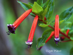 Image result for Cuphea ignea