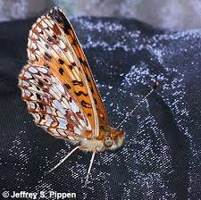 Attēlu rezultāti vaicājumam “Clossiana selene underside”