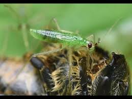 Attēlu rezultāti vaicājumam “Dicyphus nymph”