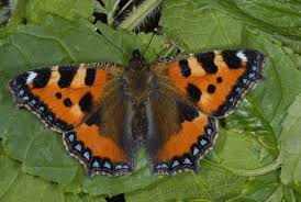 Attēlu rezultāti vaicājumam “Aglais urticae upperside”