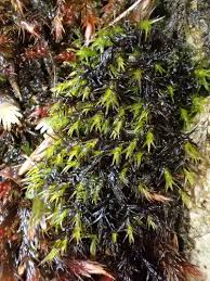 Attēlu rezultāti vaicājumam “Schistidium dupretii”