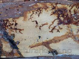 Attēlu rezultāti vaicājumam “Crustoderma dryinum”