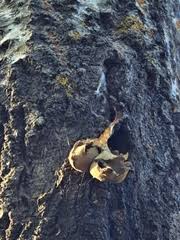 Attēlu rezultāti vaicājumam “Lycogala sphaeroconicum”