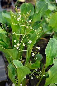 Attēlu rezultāti vaicājumam “Alisma plantago-aquatica leaf”