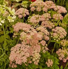 Attēlu rezultāti vaicājumam “Pimpinella major flower”