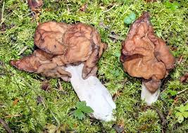 Attēlu rezultāti vaicājumam “Gyromitra infula”