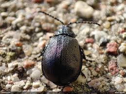 Attēlu rezultāti vaicājumam “Licea testudinacea”