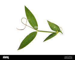 Attēlu rezultāti vaicājumam “Lathyrus pratensis leaf”