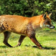 Attēlu rezultāti vaicājumam “Vulpes vulpes”