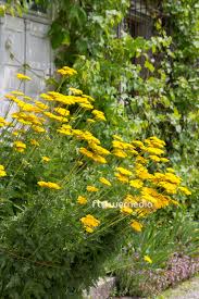 Image result for Achillea filipendulina
