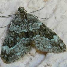 Attēlu rezultāti vaicājumam “Thera variata”