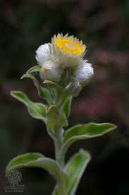 Image result for Helichrysum foetidum