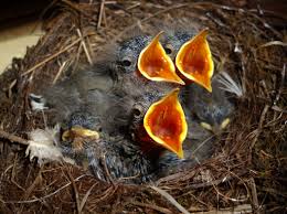 Attēlu rezultāti vaicājumam “Motacilla alba nest”