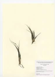 Attēlu rezultāti vaicājumam “Isoetes echinospora”