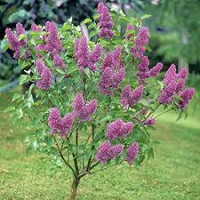 Attēlu rezultāti vaicājumam “Syringa vulgaris”