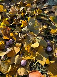 Attēlu rezultāti vaicājumam “Ginkgo biloba fruit”