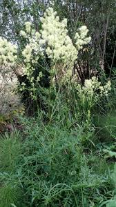 Attēlu rezultāti vaicājumam “Thalictrum lucidum leaf”