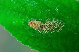 Attēlu rezultāti vaicājumam “Chrysopa eggs”