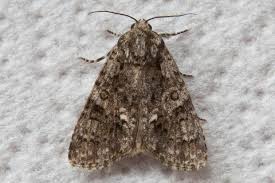 Attēlu rezultāti vaicājumam “Acronicta rumicis”