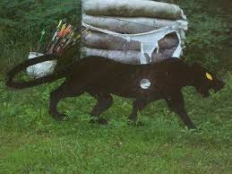 Image result for Panther Bowhunters Field Archery Club