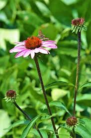Image result for Echinacea purpurea