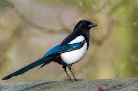 Attēlu rezultāti vaicājumam “Pica pica”