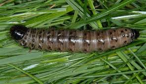 Attēlu rezultāti vaicājumam “Apamea monoglypha”