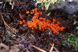 Attēlu rezultāti vaicājumam “Enteridium variabile macro”