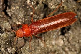 Attēlu rezultāti vaicājumam “Lymexylidae”