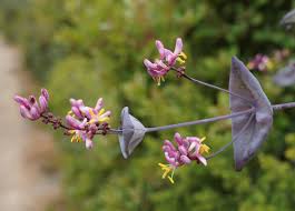 Attēlu rezultāti vaicājumam “Caprifoliaceae”