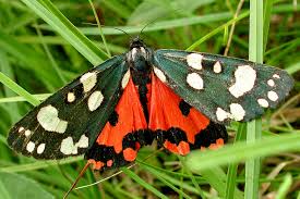 Attēlu rezultāti vaicājumam “Callimorpha dominula larva”