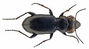 Attēlu rezultāti vaicājumam “Notiophilus palustris”