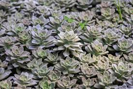 Attēlu rezultāti vaicājumam “Crassulaceae”