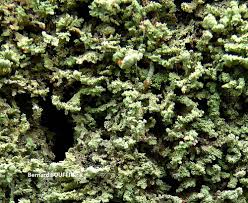 Attēlu rezultāti vaicājumam “Cladonia parasitica”
