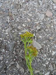 Attēlu rezultāti vaicājumam “Erysimum cheiranthoides flower”