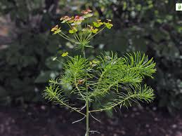 Attēlu rezultāti vaicājumam “Euphorbia cyparissias leaf”