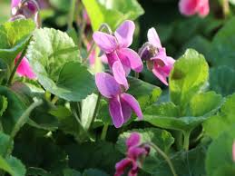 Image result for Veilchen