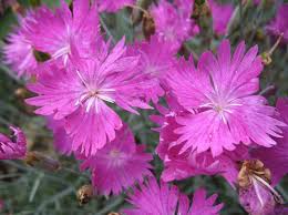 Image result for Dianthus gratianopolitanus