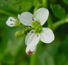 Attēlu rezultāti vaicājumam “Cardamine amara flower”