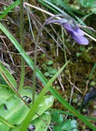 Attēlu rezultāti vaicājumam “Pinguicula vulgaris fruit”