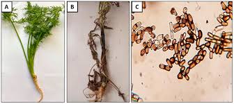 Attēlu rezultāti vaicājumam “Carum carvi leaf”