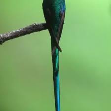 Attēlu rezultāti vaicājumam “Lycogala asperum sessile”