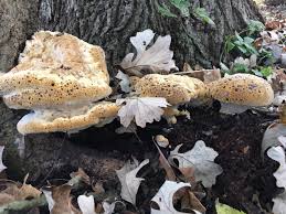 Attēlu rezultāti vaicājumam “Hydnellum sp.”