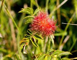 Attēlu rezultāti vaicājumam “Diplolepis rosae”