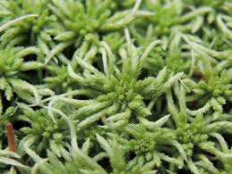 Attēlu rezultāti vaicājumam “Sphagnum fallax”