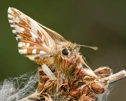 Attēlu rezultāti vaicājumam “Ematurga atomaria male”
