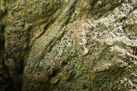 Attēlu rezultāti vaicājumam “Thelopsis rubella”