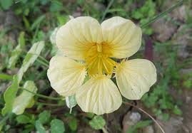 Attēlu rezultāti vaicājumam “Tropaeolaceae”