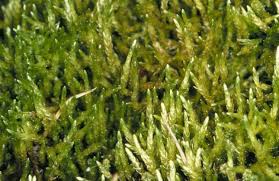 Attēlu rezultāti vaicājumam “Calliergon megalophyllum”