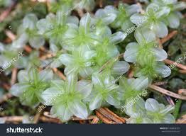 Attēlu rezultāti vaicājumam “Plagiomnium affine sporophyte”